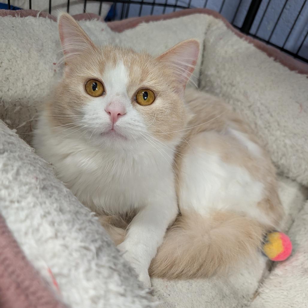 Enlarge Angora and Charmeuse, a ADOPTABLE Domestic Long Hair in Cape Girardeau, MO image 2/5