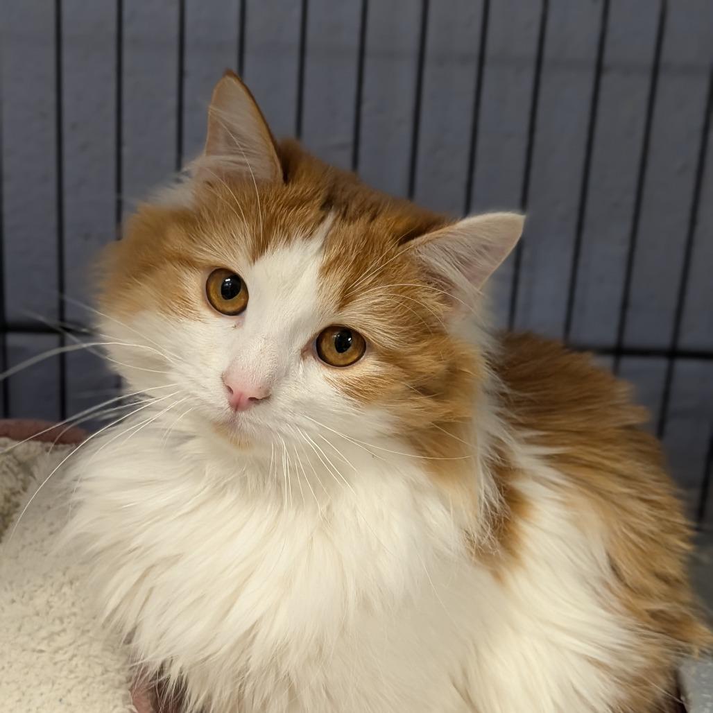 Enlarge Angora and Charmeuse, a ADOPTABLE Domestic Long Hair in Cape Girardeau, MO image 4/5