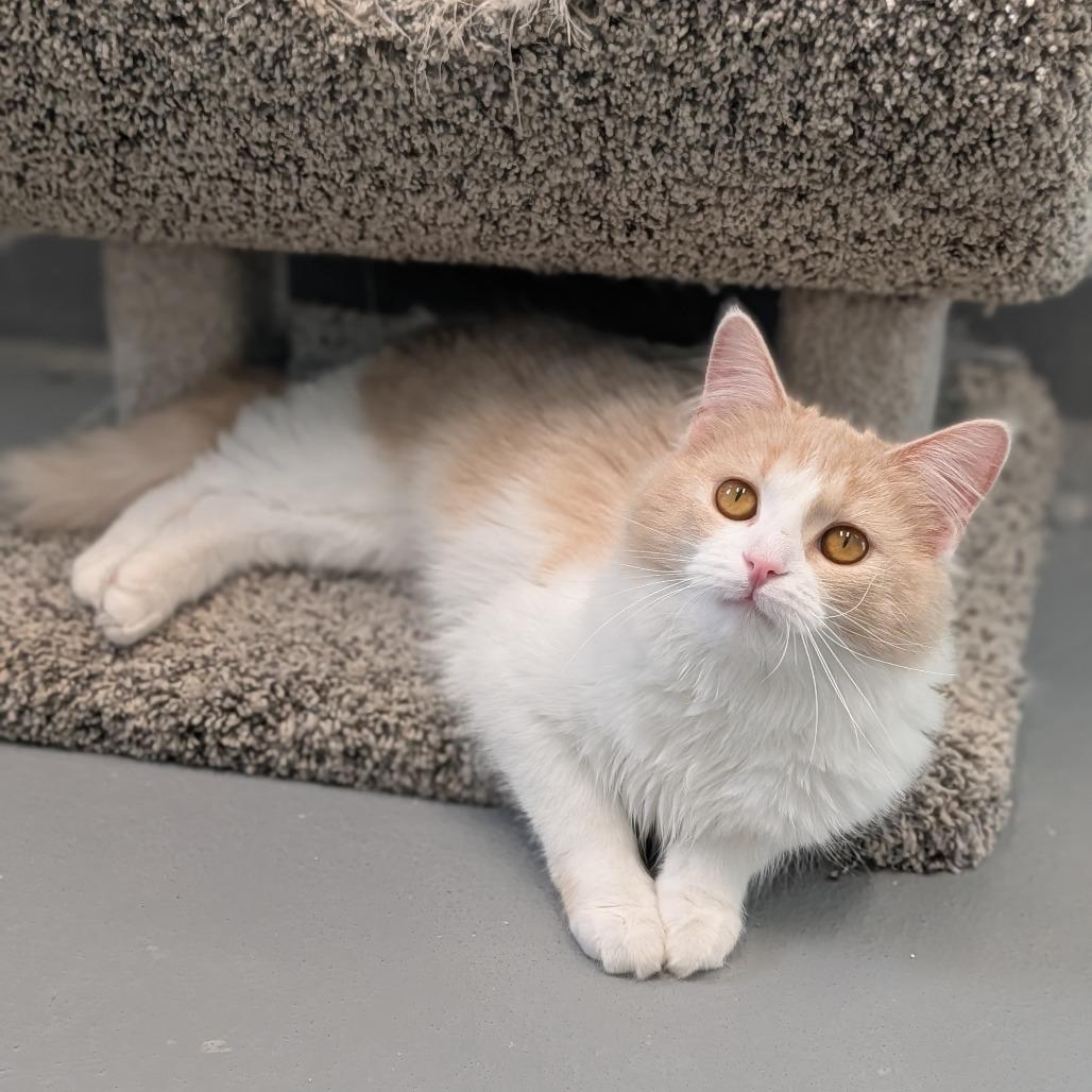 Enlarge Angora and Charmeuse, a ADOPTABLE Domestic Long Hair in Cape Girardeau, MO image 5/5