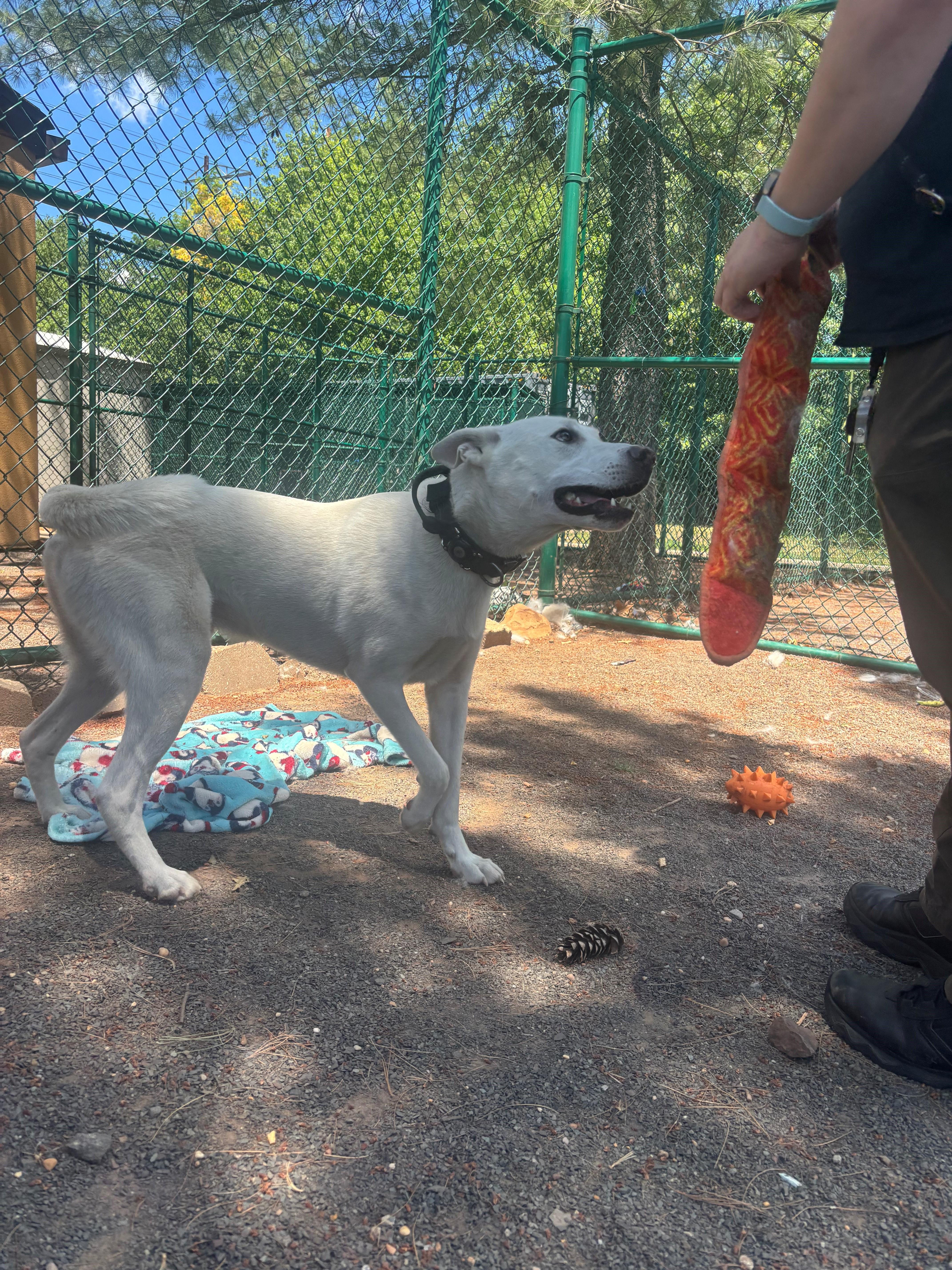 Enlarge Casper, an adoptable Siberian Husky in Edison, NJ image 1/3