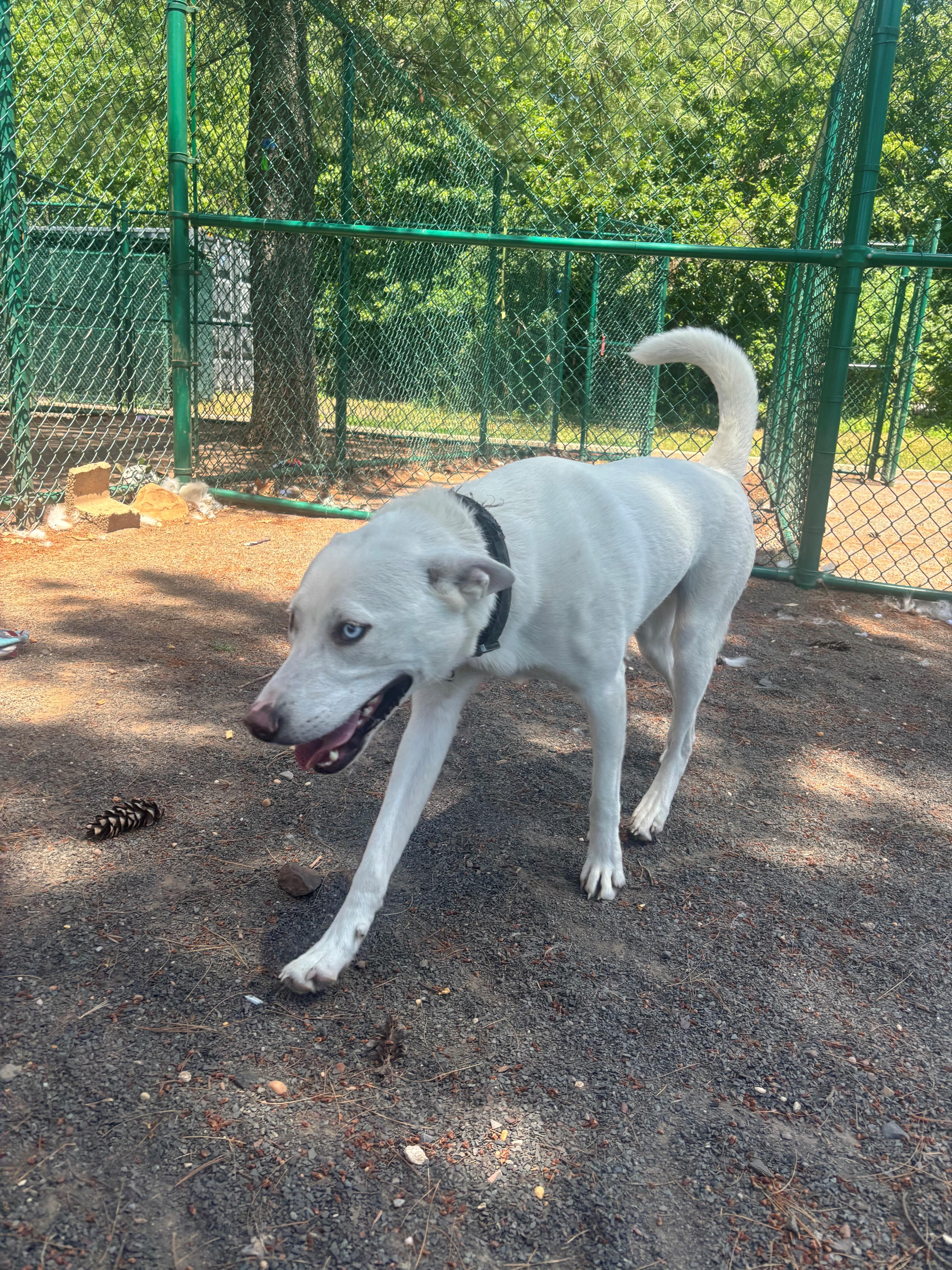 Enlarge Casper, an adoptable Siberian Husky in Edison, NJ image 2/3