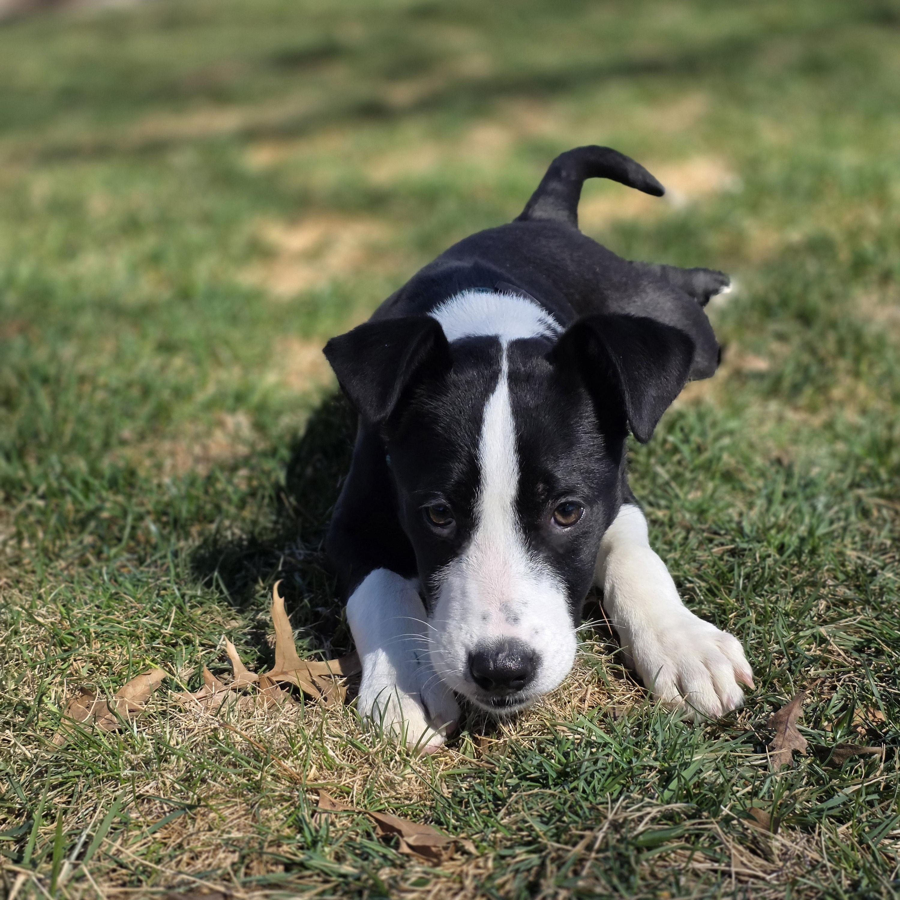 Enlarge Dash, an adopted mixed breed in Lincoln, NE image 3/5