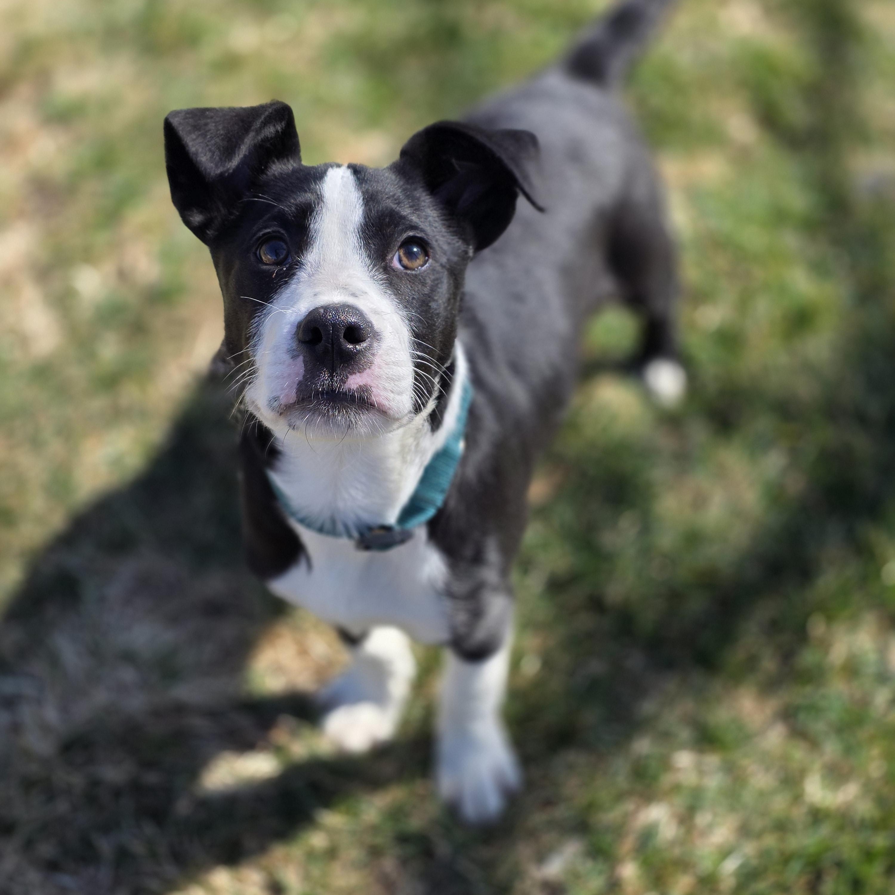 Enlarge Dash, an adopted mixed breed in Lincoln, NE image 1/5
