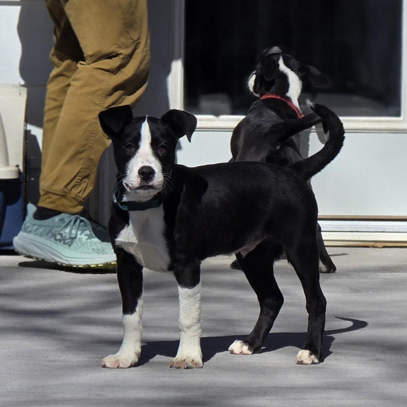Enlarge Dash, an adopted mixed breed in Lincoln, NE image 2/5