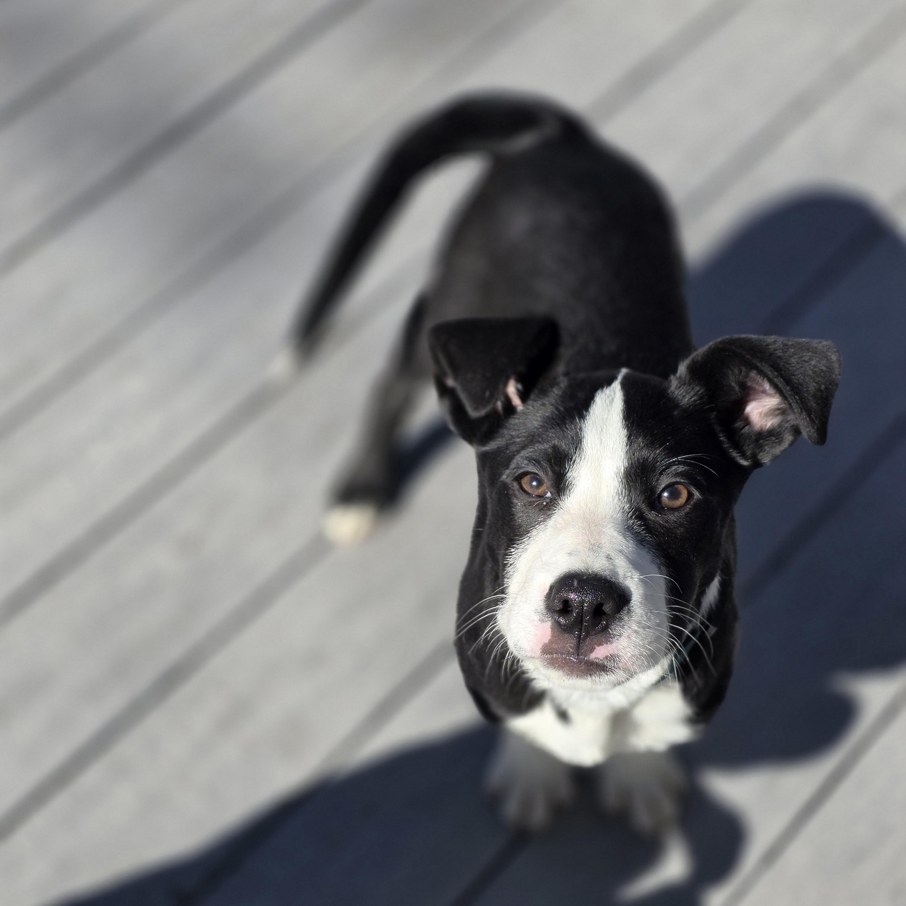 Enlarge Dash, an adopted mixed breed in Lincoln, NE image 4/5