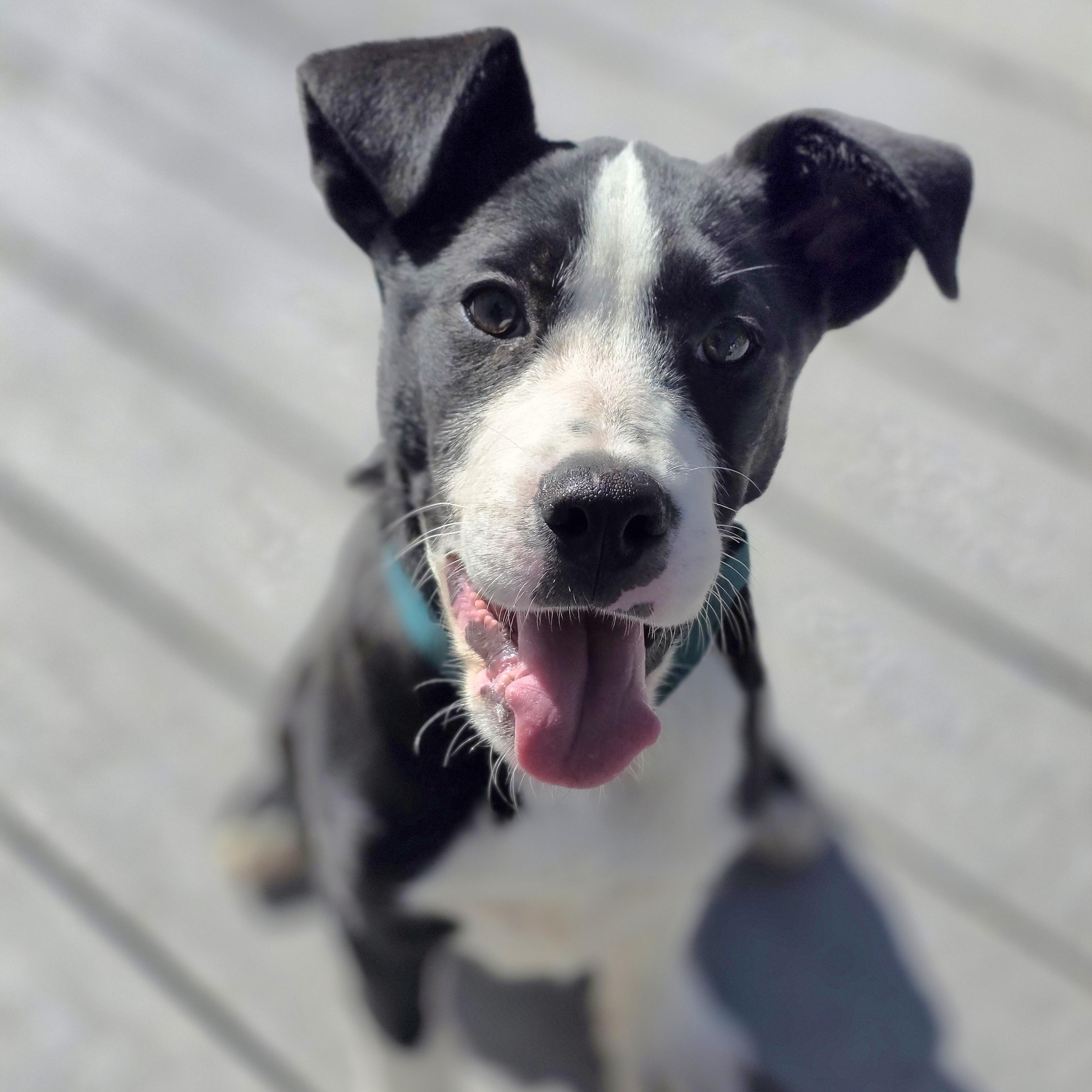 Enlarge Dash, an adopted mixed breed in Lincoln, NE image 5/5