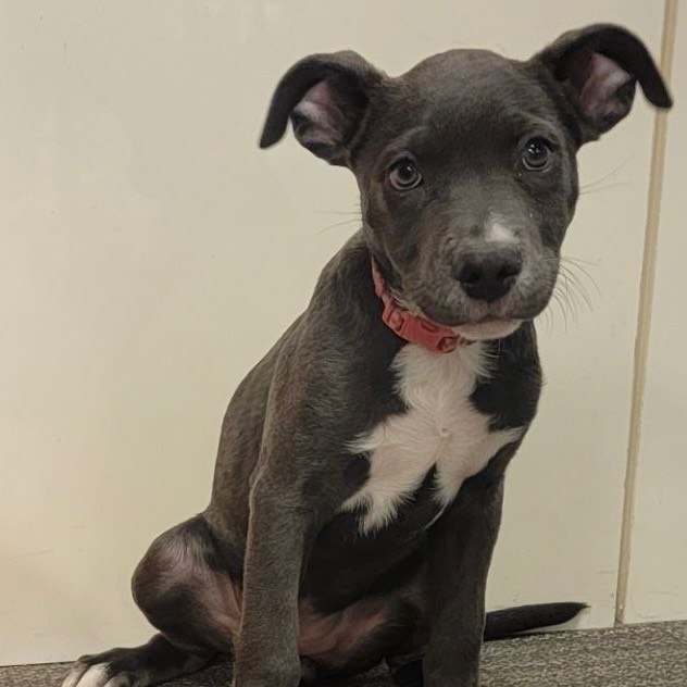 Dog for adoption Kendall, a Pit Bull Terrier Mix in Fort Lupton , CO