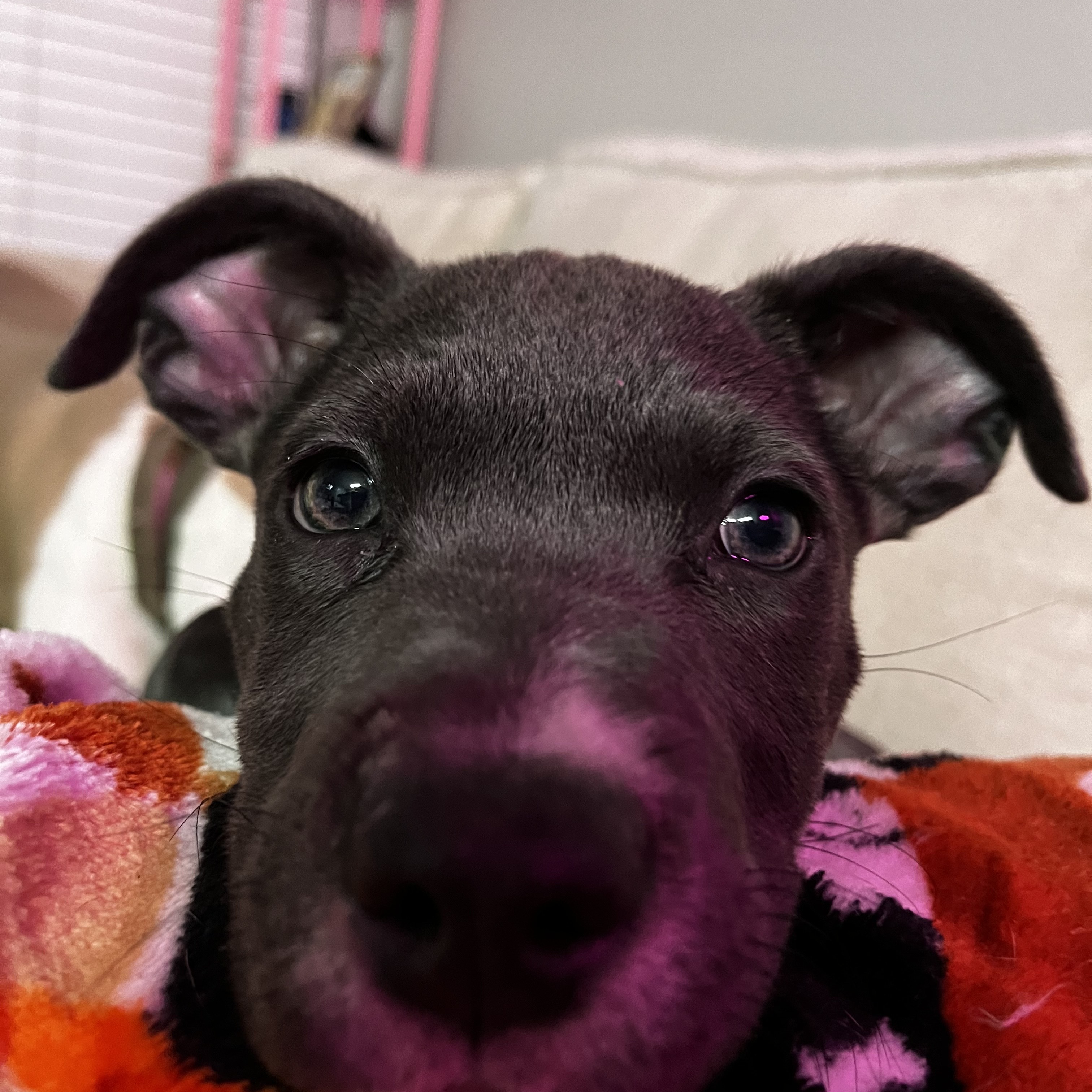 Dog for adoption Kendall, a Pit Bull Terrier Mix in Fort Lupton , CO