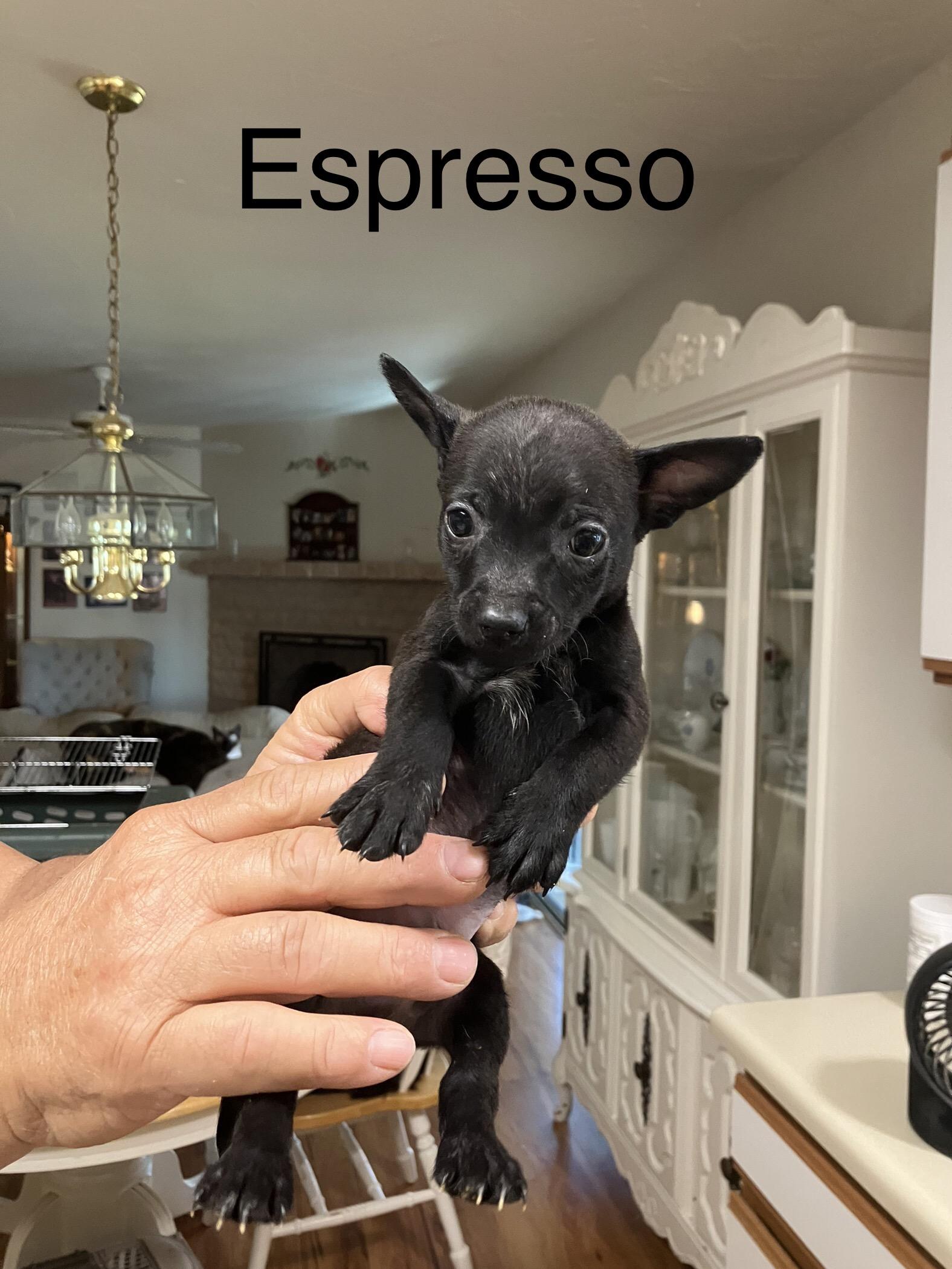 Enlarge Espresso, an adopted Chihuahua in Tucson, AZ image 1/2