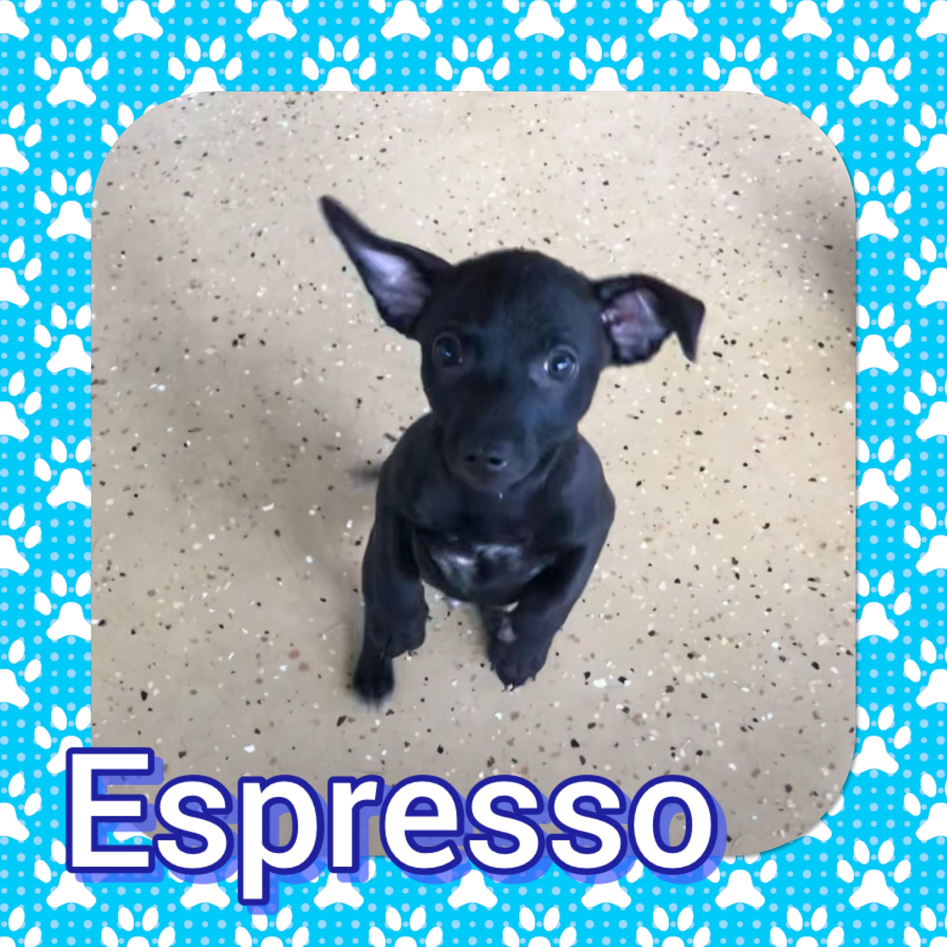 Enlarge Espresso, an adopted Chihuahua in Tucson, AZ image 2/2