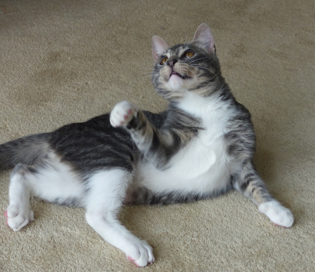 Frodo, a Adoptable Domestic Short Hair in Nacogdoches, TX image 1/10