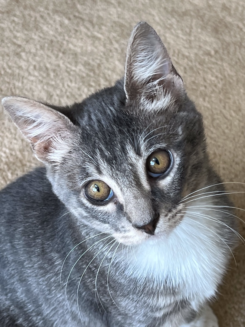 Frodo, Adoptable, Young Male Domestic Short Hair.