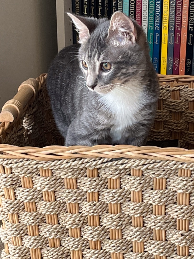 Frodo, a Adoptable Domestic Short Hair in Nacogdoches, TX image 3/10