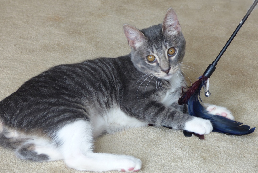 Frodo, a Adoptable Domestic Short Hair in Nacogdoches, TX image 4/10