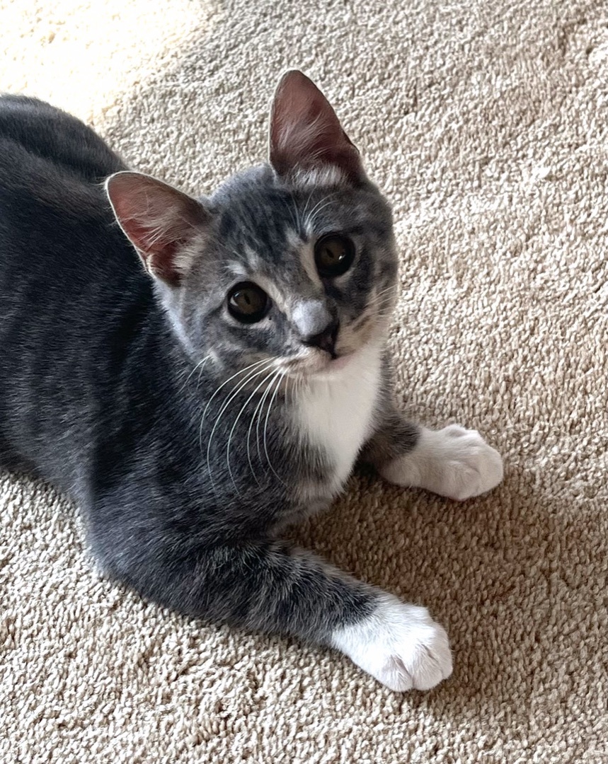 Frodo, a Adoptable Domestic Short Hair in Nacogdoches, TX image 5/10