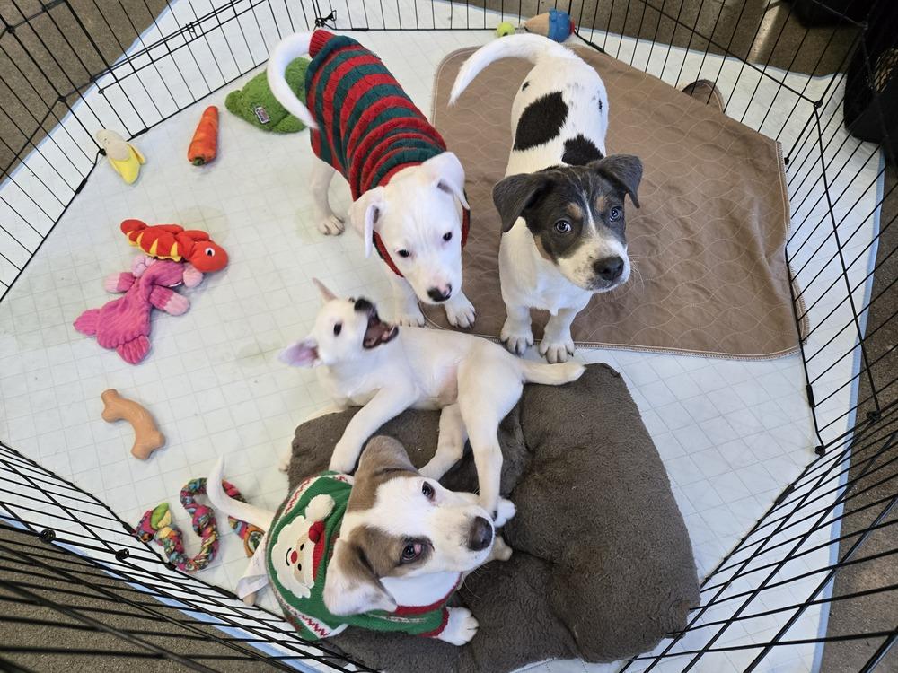 Salmon (Sally), Adoptable, Puppy Female Rat Terrier & Mixed Breed.