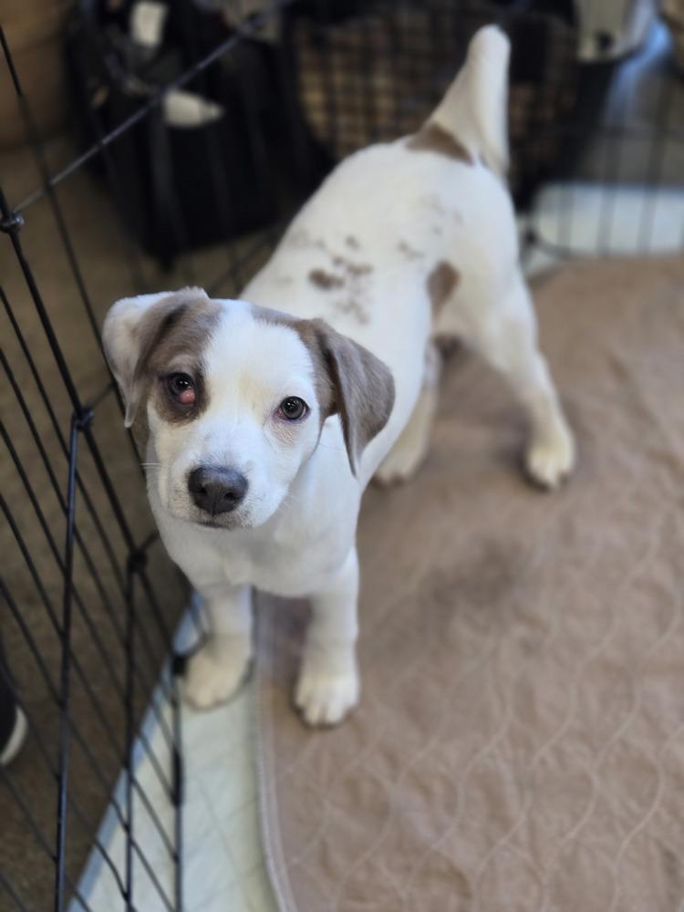 Salmon (Sally), a Adoptable mixed breed in Bend, OR image 2/4