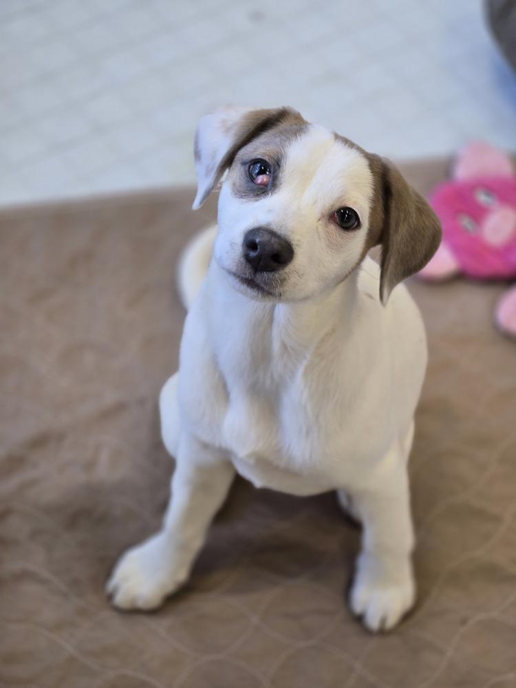 Salmon (Sally), a Adoptable mixed breed in Bend, OR image 3/4