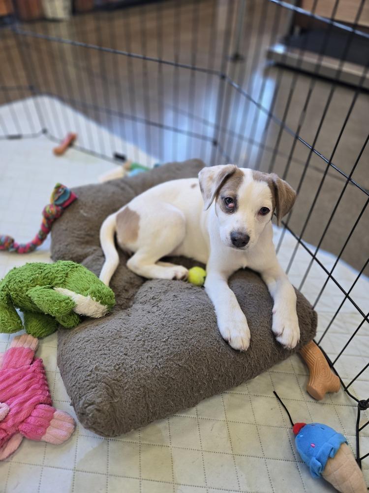 Salmon (Sally), a Adoptable mixed breed in Bend, OR image 4/4