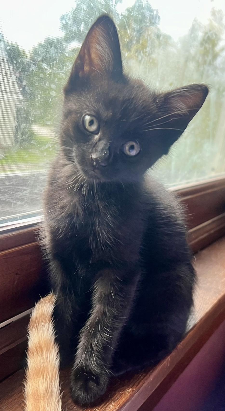 Enlarge Hazel, a Adopted mixed breed in Plain City, OH image 1/2