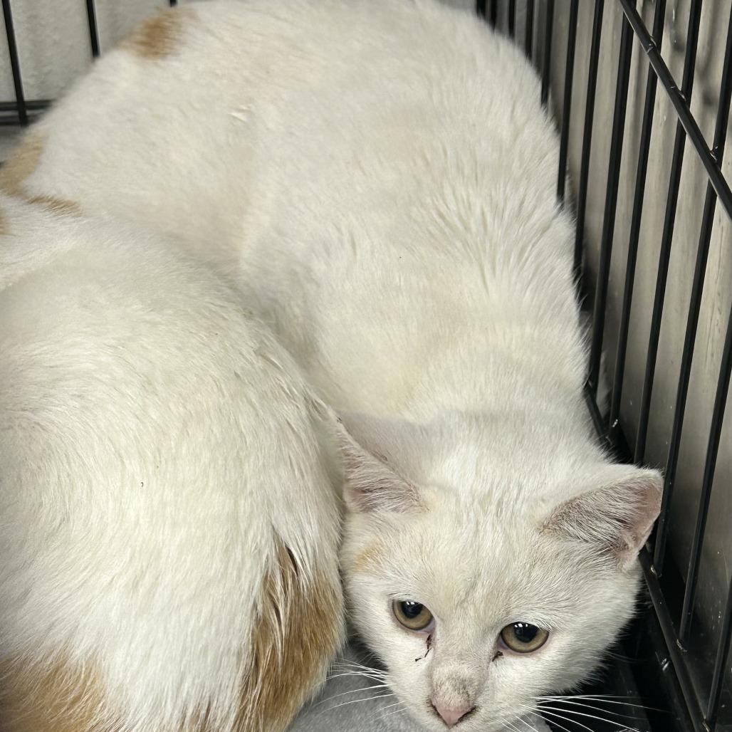 Enlarge Flurry - Barn Cat, a Adoptable Domestic Short Hair in Hannibal, MO image 2/2