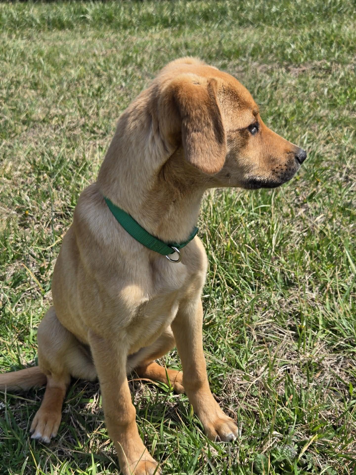 Enlarge Sedona, an adopted mixed breed in Harwinton, CT image 6/6