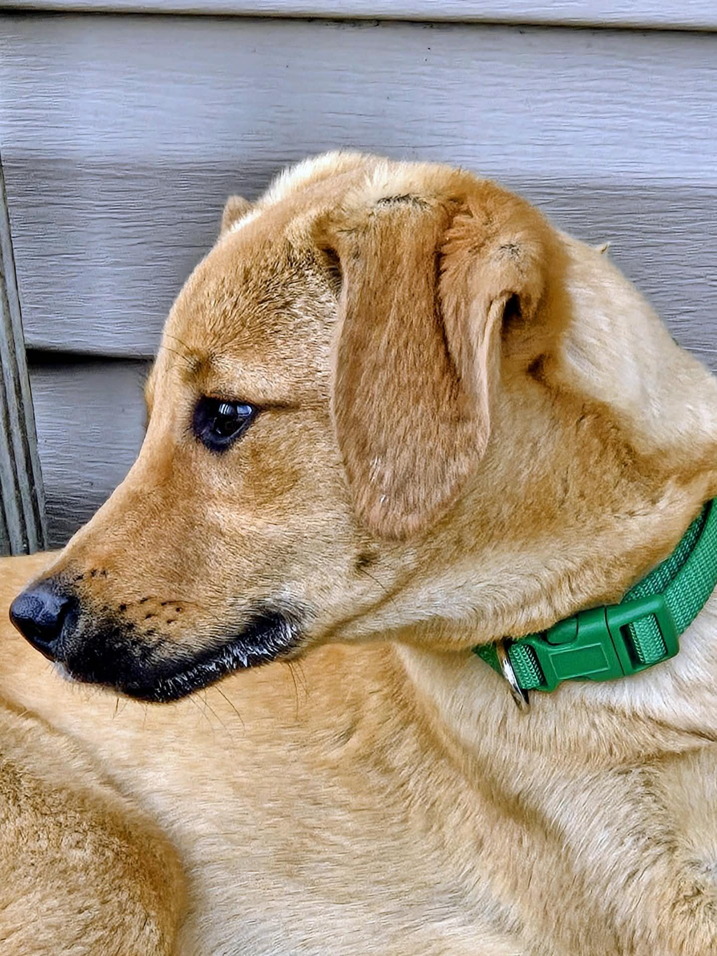 Enlarge Sedona, an adopted mixed breed in Harwinton, CT image 3/6