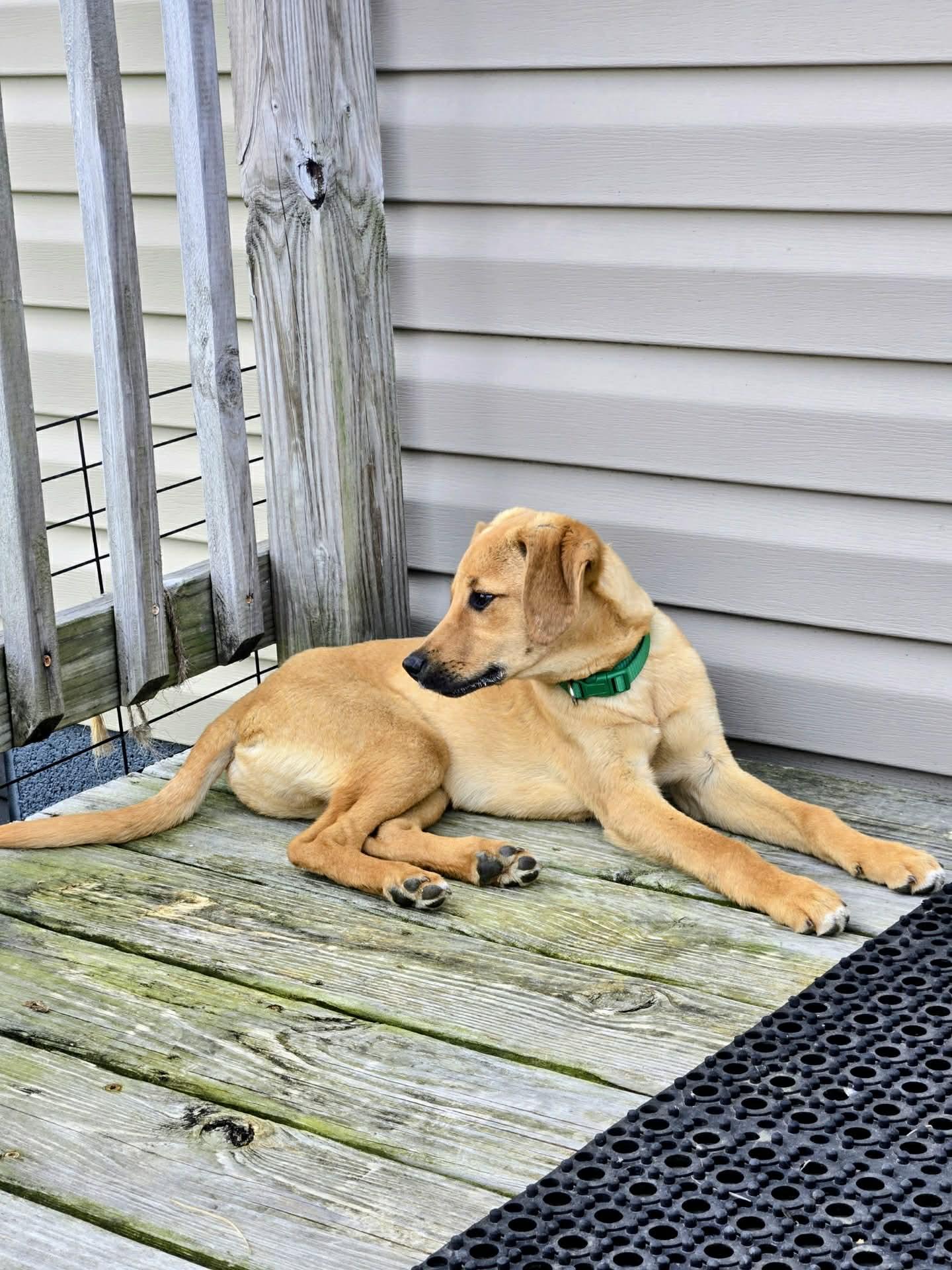 Enlarge Sedona, an adopted mixed breed in Harwinton, CT image 4/6