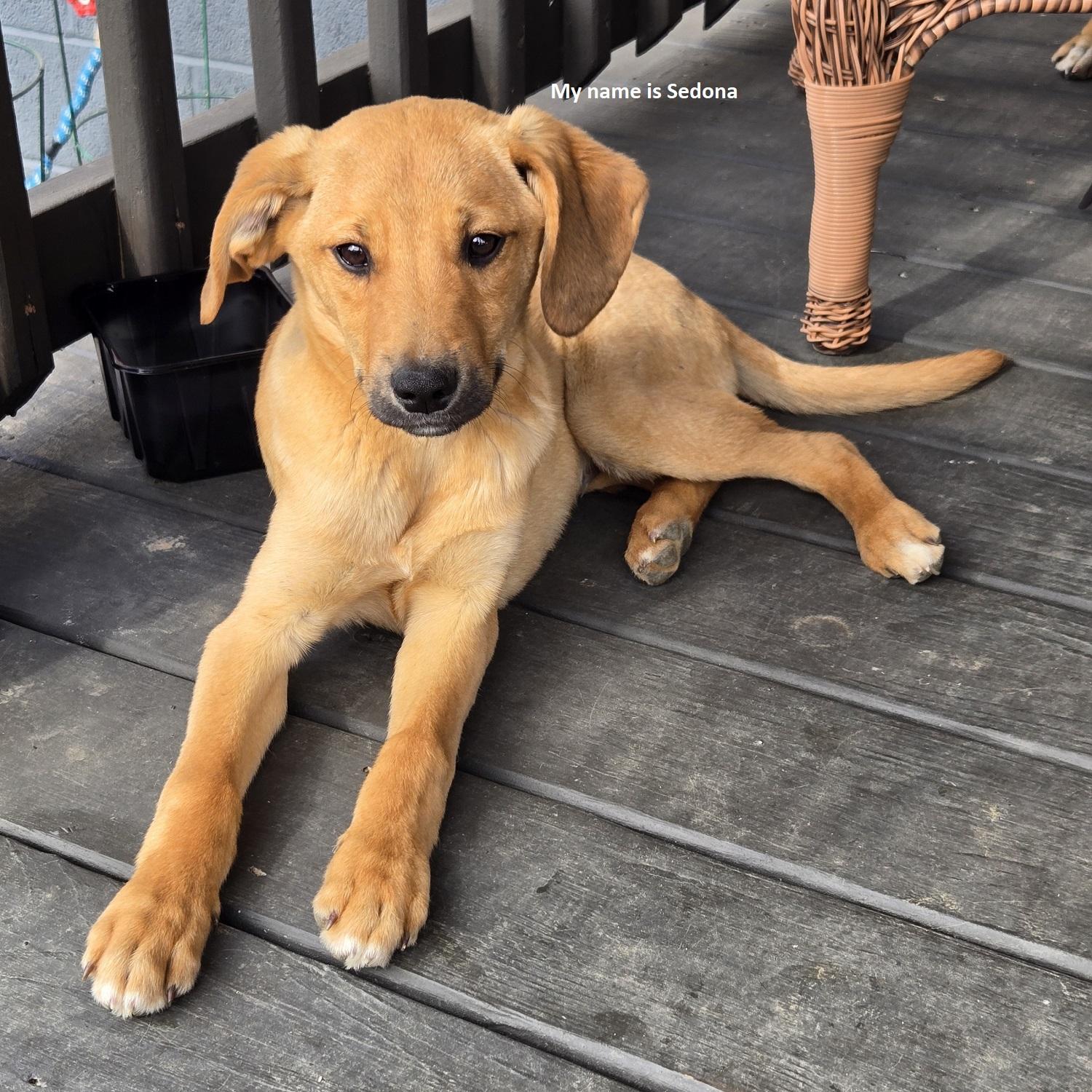 Sedona, adopted, Puppy Male Shepherd.