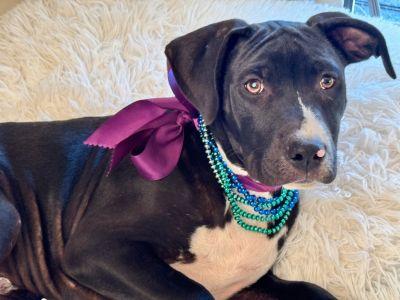 Enlarge Darth, a Adoptable mixed breed in Jacksonville, FL image 1/1