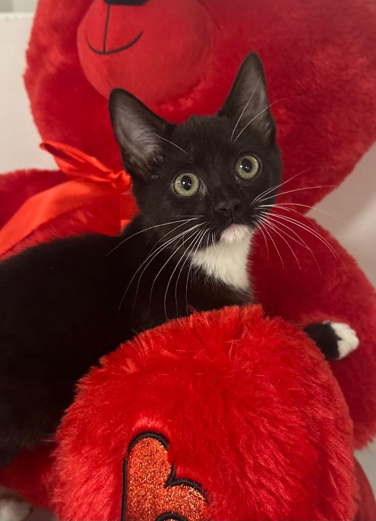 9/30/25 - Mia Hamm, Adoptable, Kitten Female Domestic Short Hair.