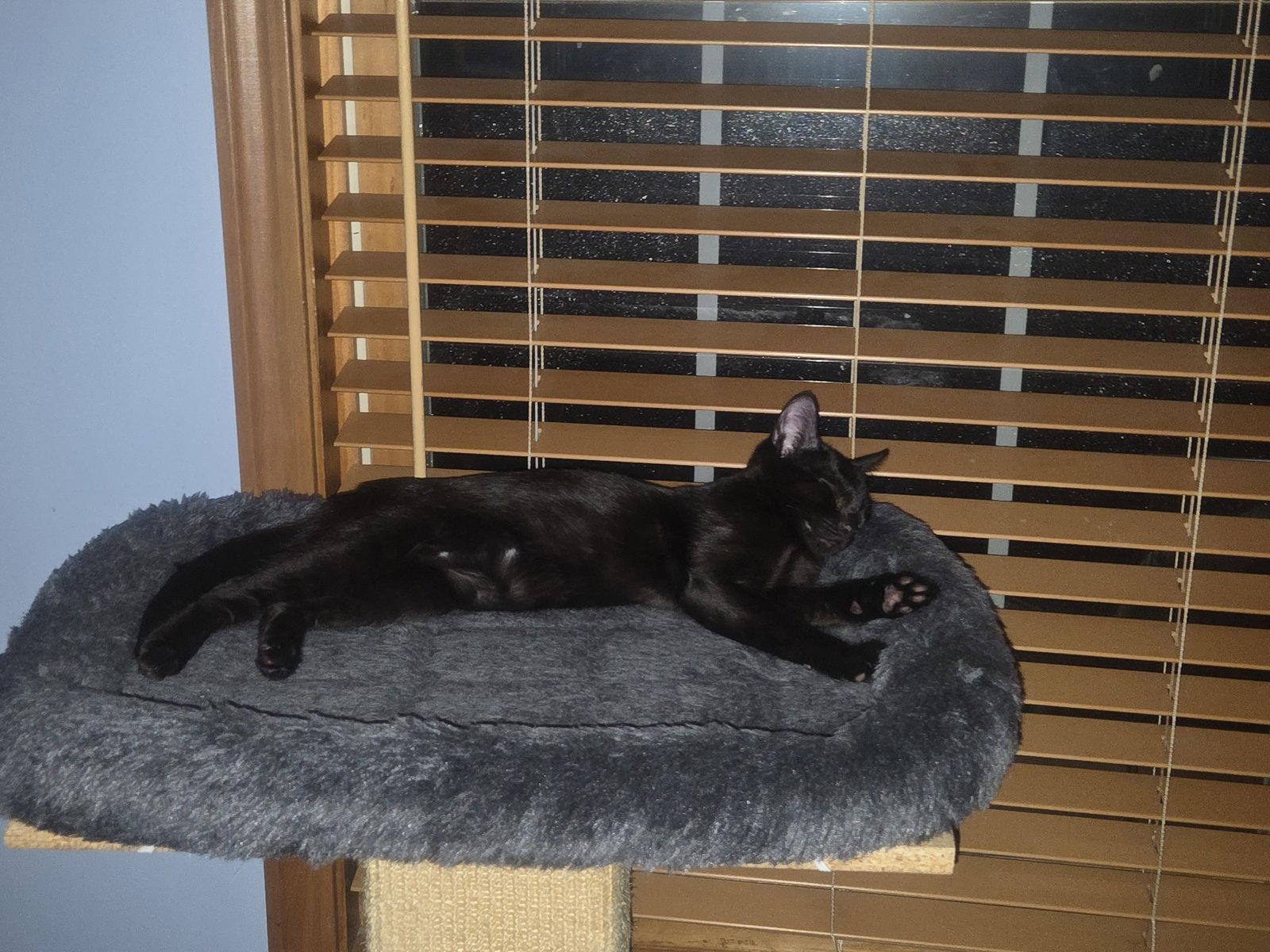 Enlarge Huckleberry Pie, a Adoptable Domestic Short Hair in hinckley, IL image 1/3