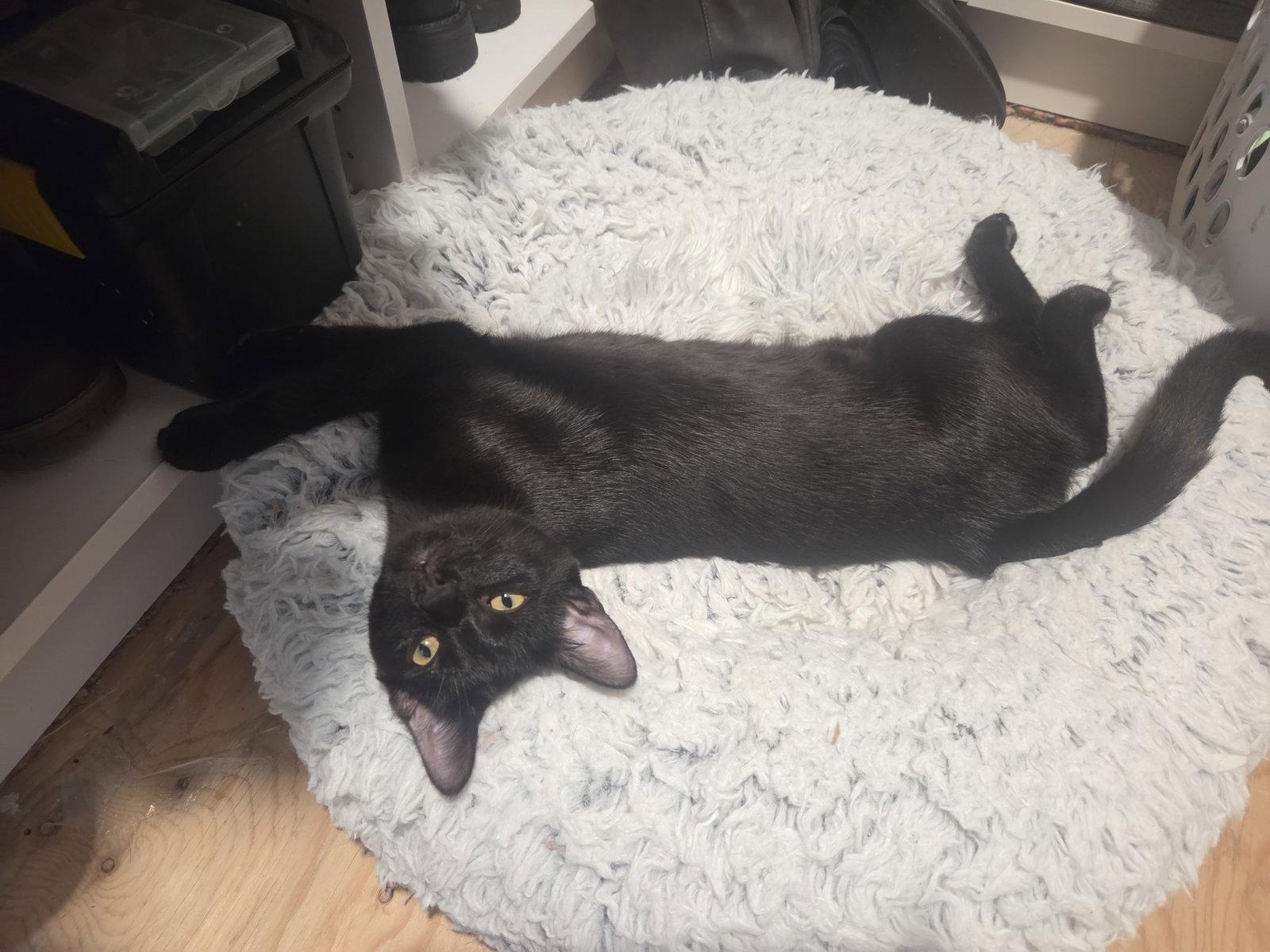 Enlarge Huckleberry Pie, a Adoptable Domestic Short Hair in hinckley, IL image 2/3