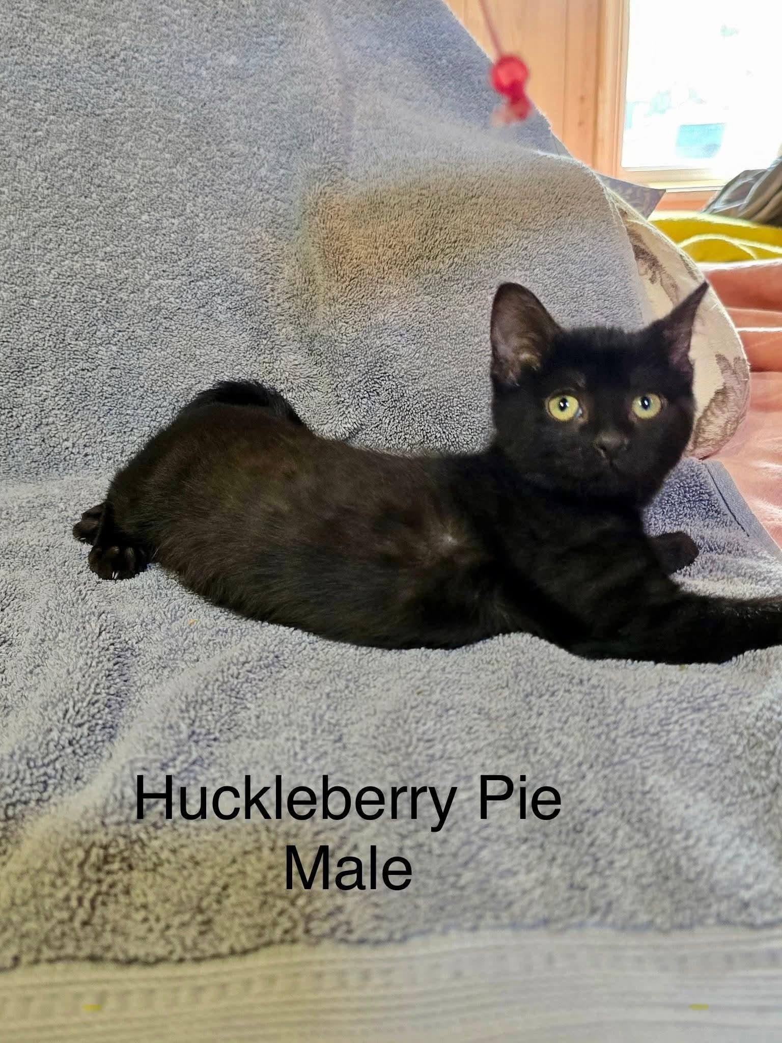 Enlarge Huckleberry Pie, a Adoptable Domestic Short Hair in hinckley, IL image 3/3