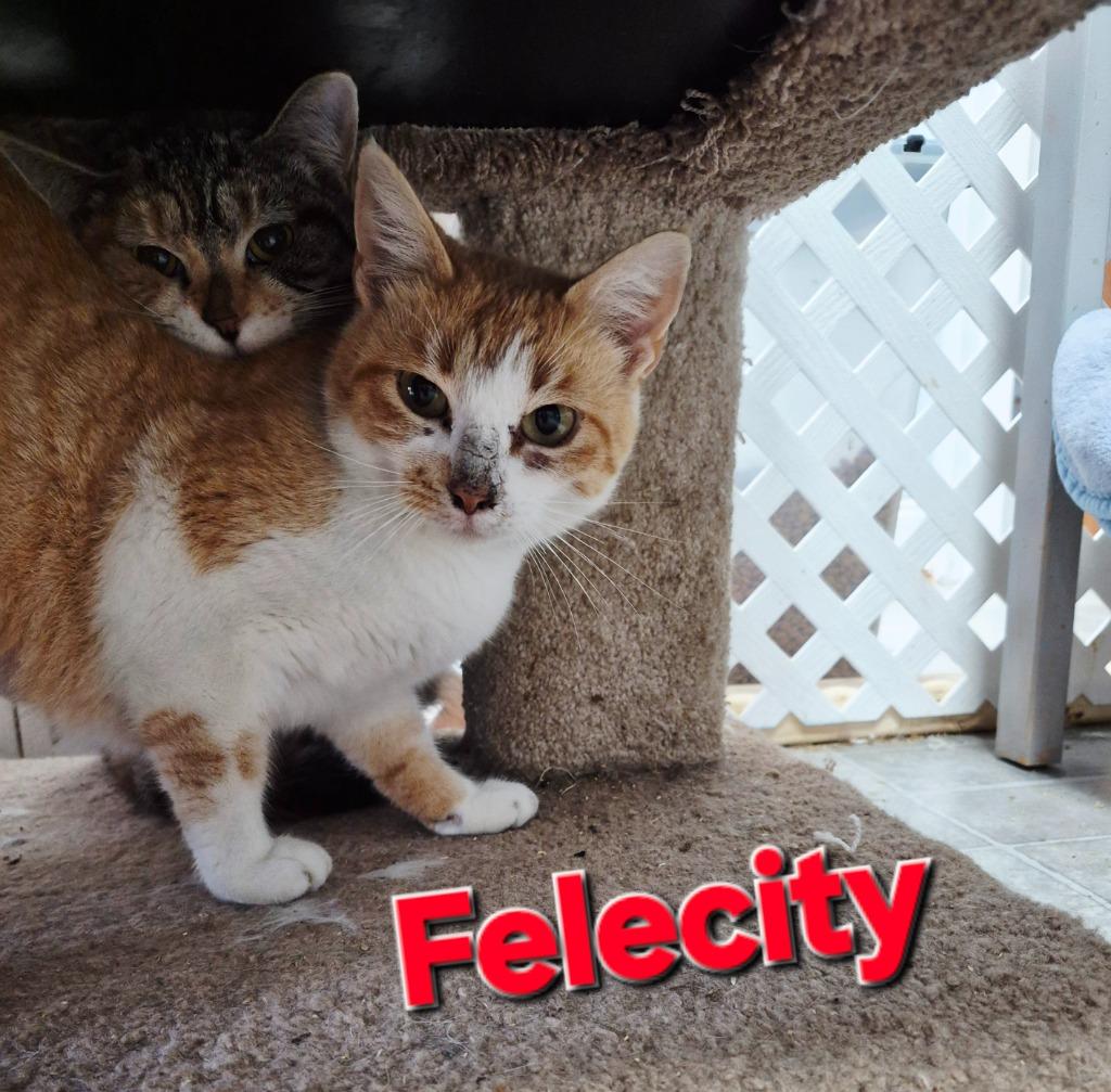 Felecity, Adoptable, Young Female Domestic Short Hair.