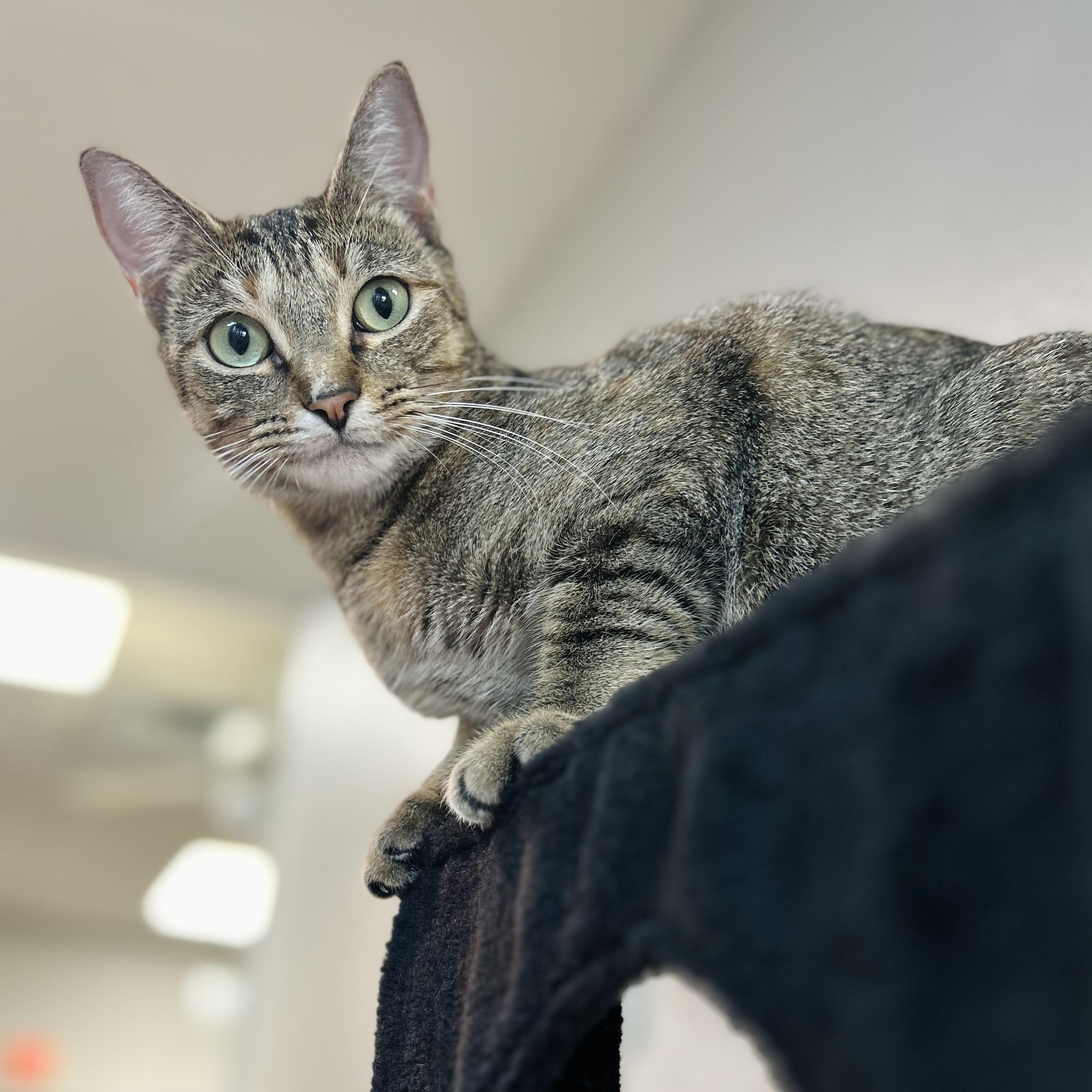 Snowdrop, ADOPTABLE, Young Female American Shorthair.