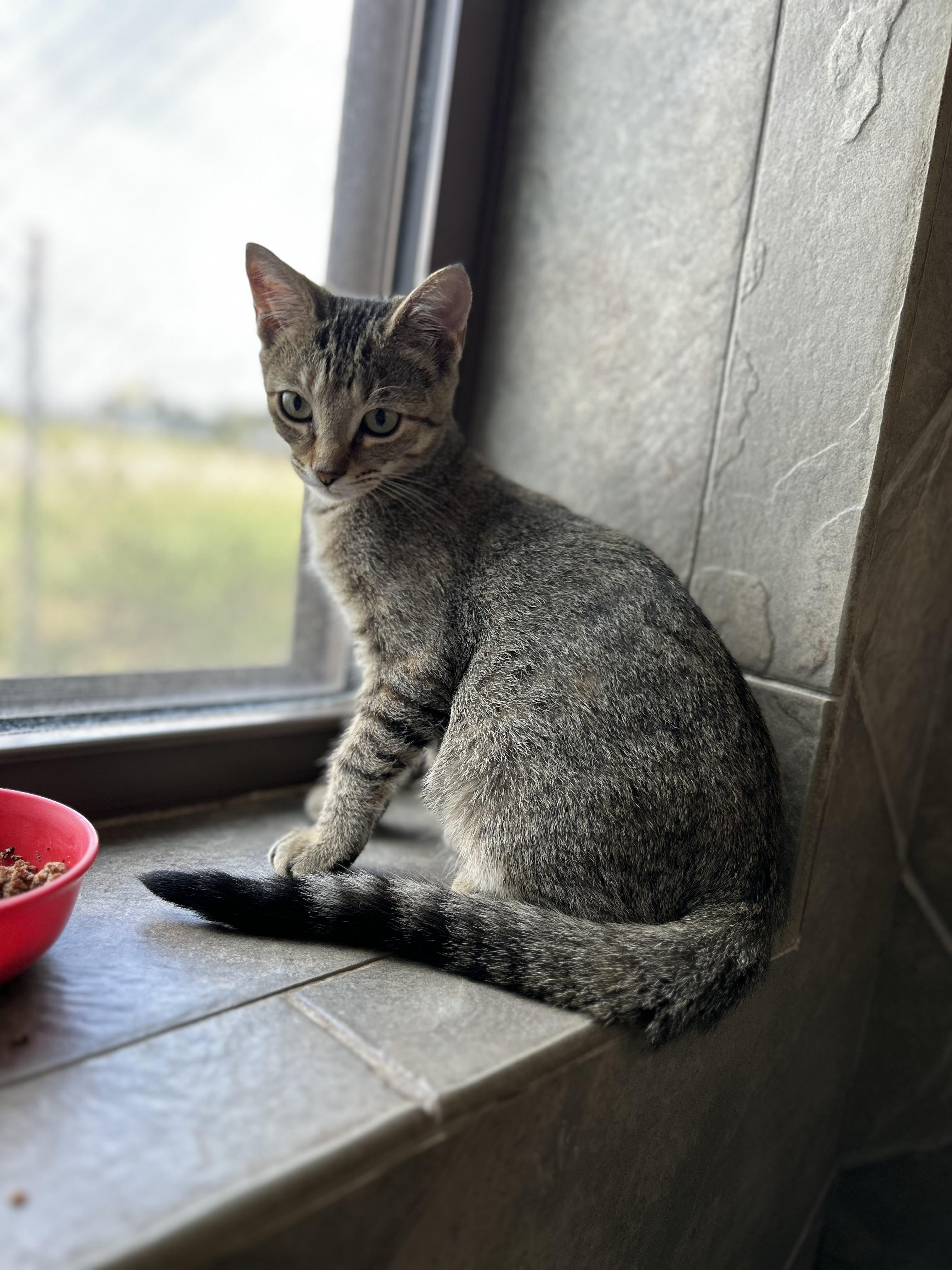 Enlarge Snowdrop, a ADOPTABLE American Shorthair in Seguin, TX image 3/5