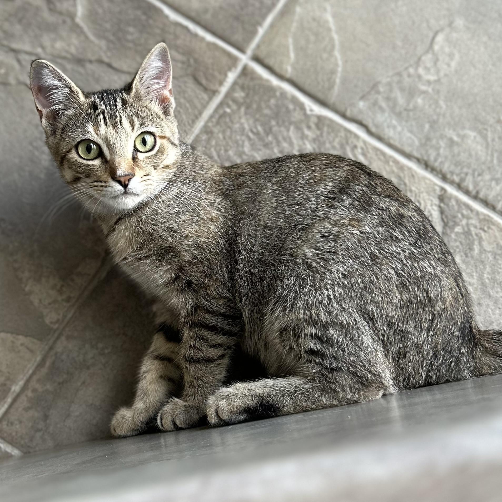 Enlarge Snowdrop, a ADOPTABLE American Shorthair in Seguin, TX image 2/5