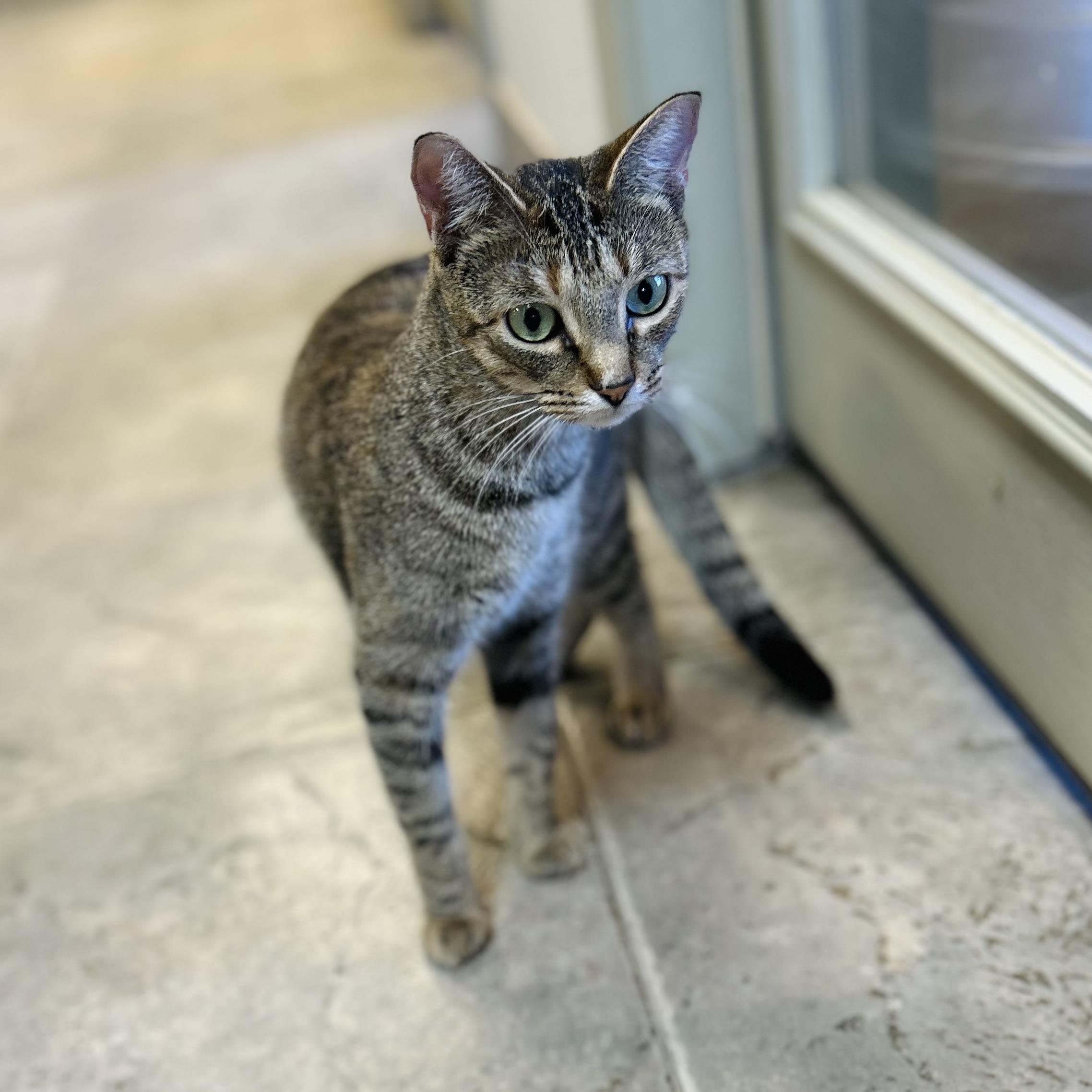 Enlarge Snowdrop, a ADOPTABLE American Shorthair in Seguin, TX image 3/6