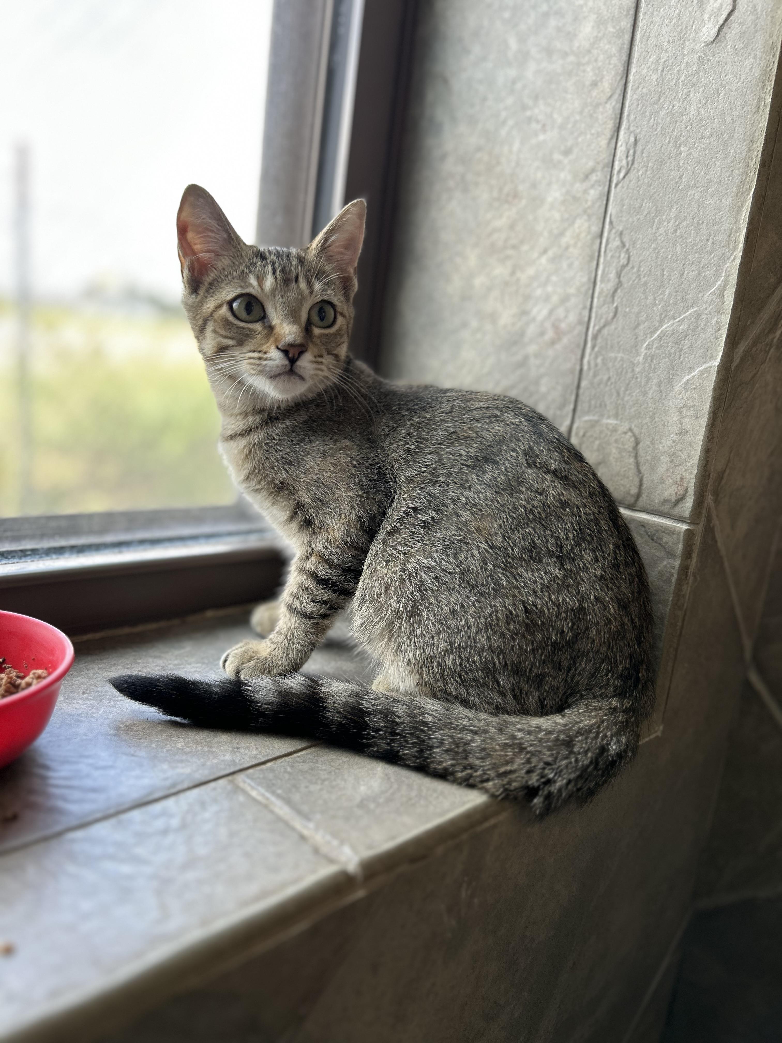 Enlarge Snowdrop, a ADOPTABLE American Shorthair in Seguin, TX image 4/5