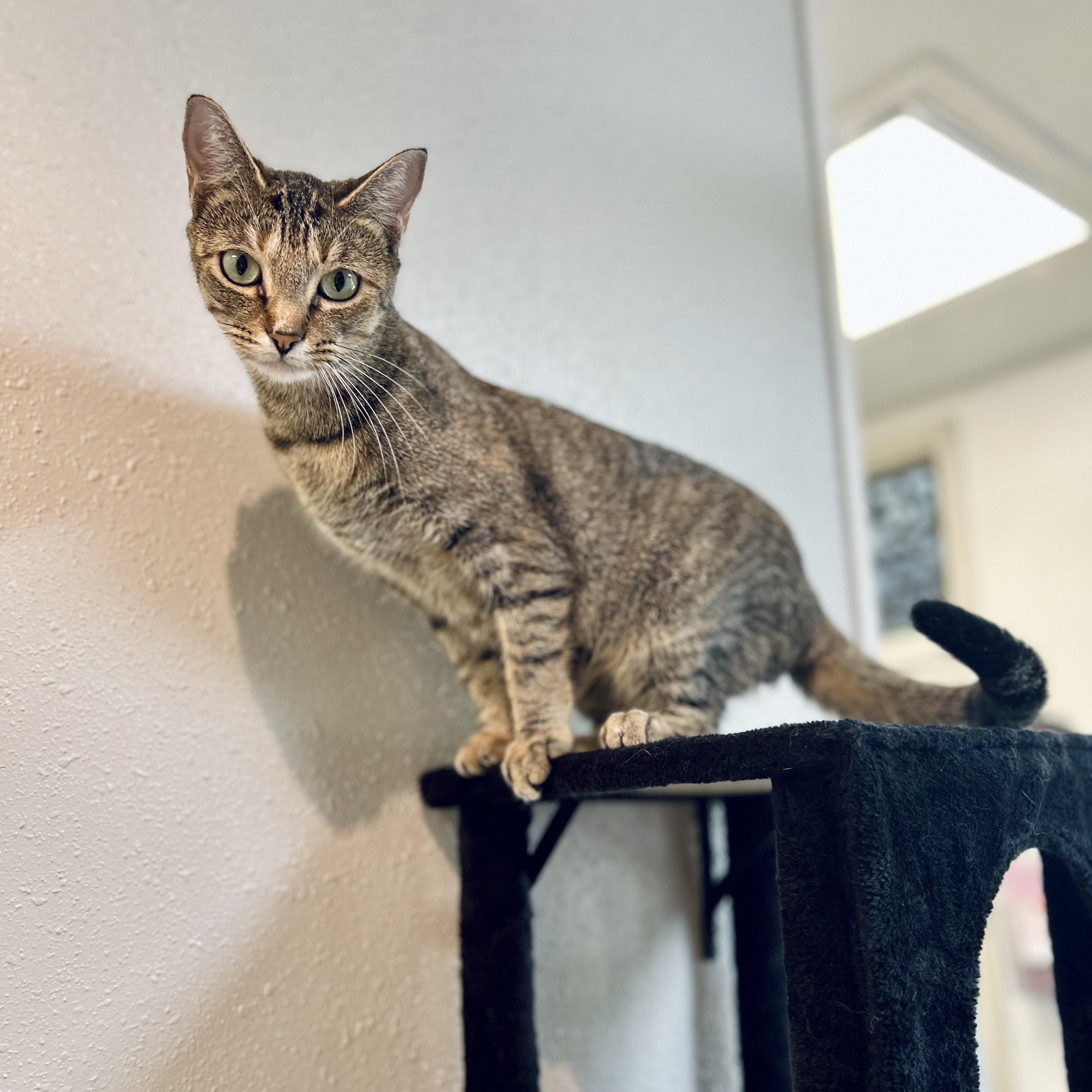 Enlarge Snowdrop, a ADOPTABLE American Shorthair in Seguin, TX image 2/6