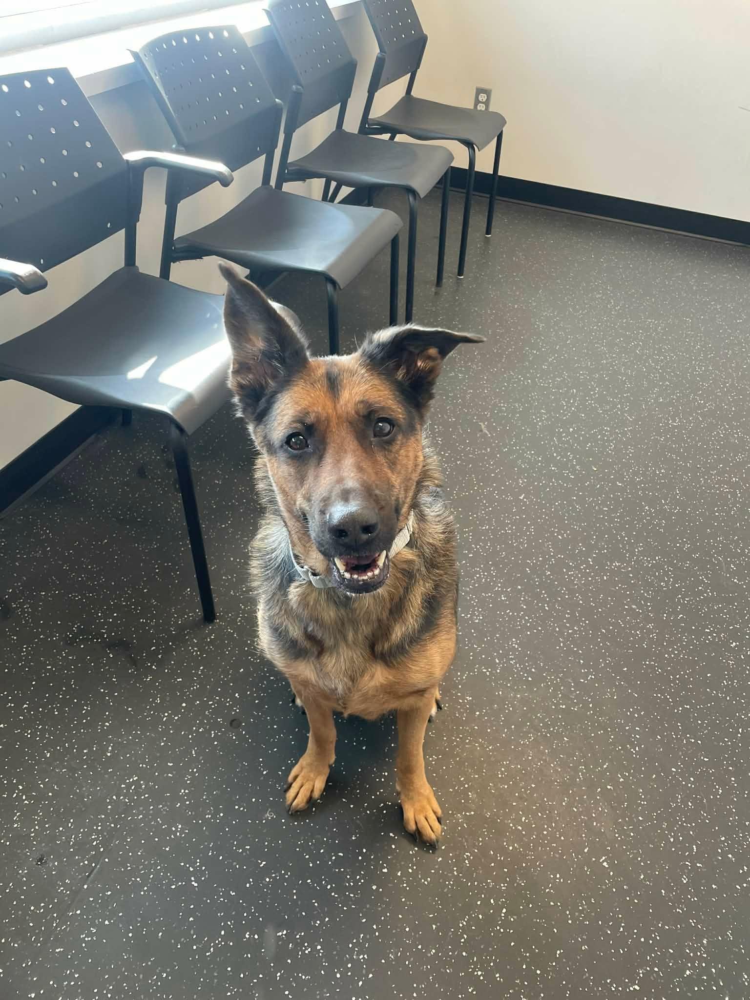 Sierra, ADOPTABLE, Adult Female German Shepherd Dog.