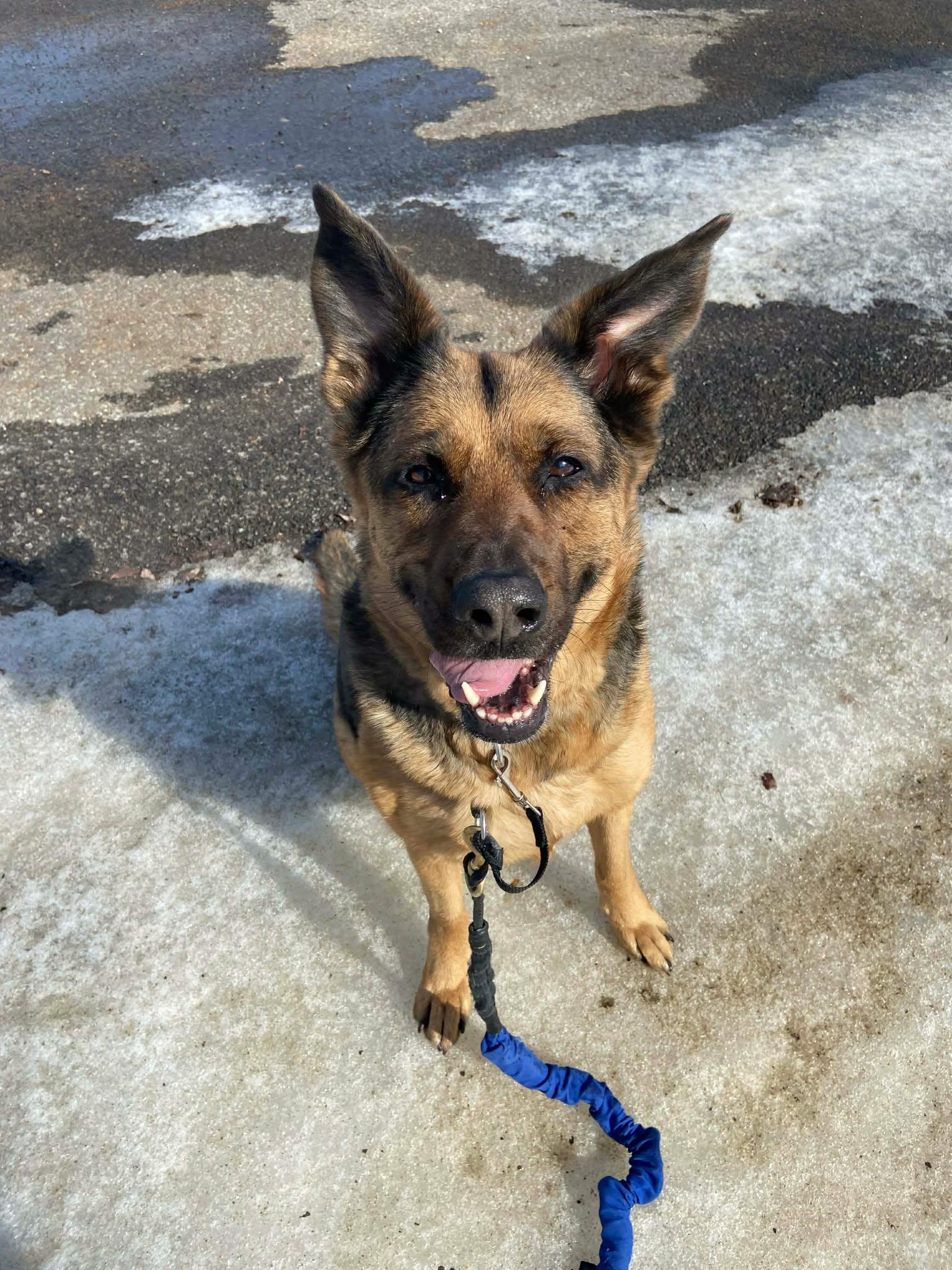 Enlarge Sierra, a ADOPTABLE German Shepherd Dog in Rigaud, QC image 3/4