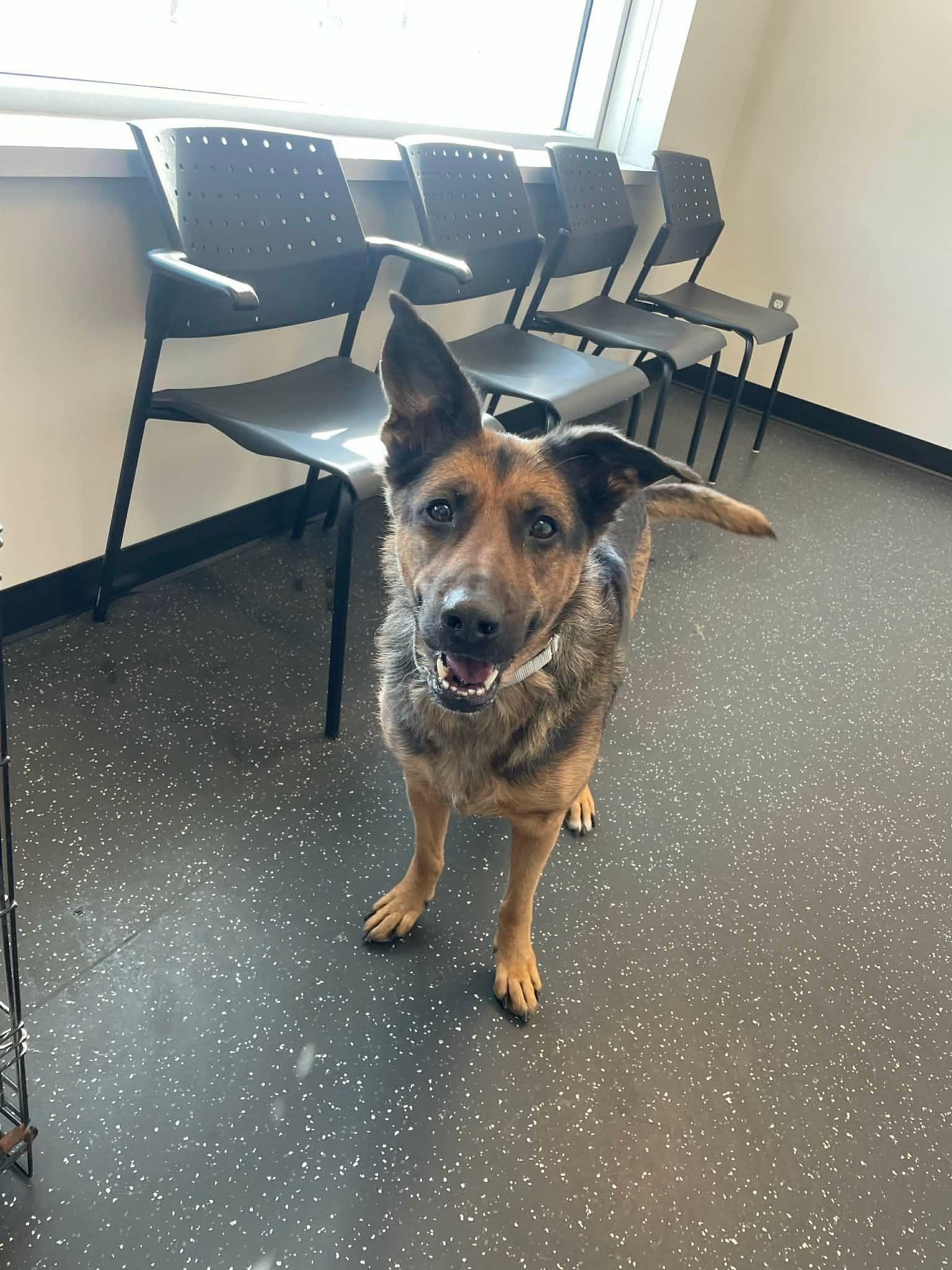 Enlarge Sierra, a ADOPTABLE German Shepherd Dog in Rigaud, QC image 2/4