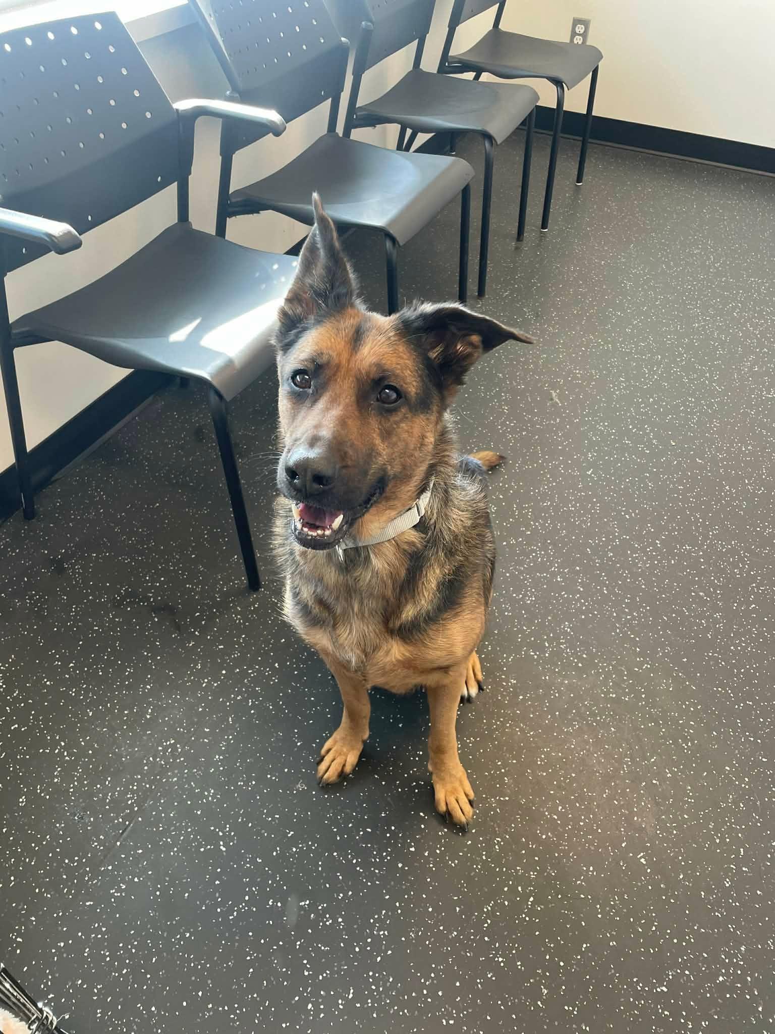 Enlarge Sierra, a ADOPTABLE German Shepherd Dog in Rigaud, QC image 4/4
