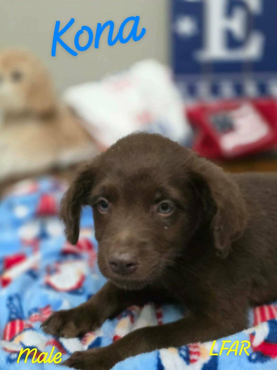 Kona, adopted, Puppy Male Terrier.