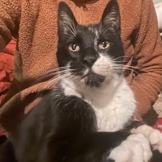 Enlarge Miss Lady, a Adoptable Domestic Short Hair in Philadelphia, PA image 1/1