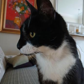 Enlarge Miss Lady, a Adoptable Domestic Short Hair in Philadelphia, PA image 2/4