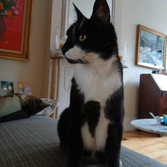 Enlarge Miss Lady, a Adoptable Domestic Short Hair in Philadelphia, PA image 3/4