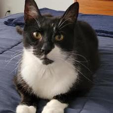 Enlarge Miss Lady, a Adoptable Domestic Short Hair in Philadelphia, PA image 4/4